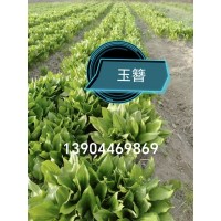 映山红苗 金达莱小苗 东北货源常年供应 城市街道绿化 东北兴安杜鹃杯苗 电议价格 佳兴苗圃