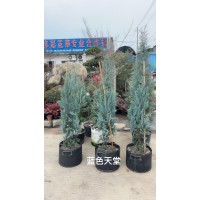 蓝冰柏 蓝色天堂 基地供应耐寒耐旱荒山造林景区道路园林绿化工程苗 电议价格 丰彩花草园