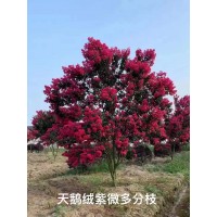 紫薇树 天鹅绒紫薇多分枝现货供应 园林绿化景观树 庭院绿化树 电议价格 丰彩花草园