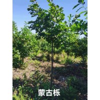 蒙古栎 别名柞树 基地直发耐寒耐旱 小区园林景区绿化风景树 冠幅饱满 电议价格 丰源苗木合作社