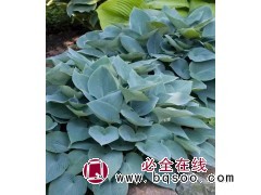 常州丰彩花草园苗圃 花叶玉簪180盆 常州玉簪钵苗 电议价格 园林绿化苗 绿化工程地被苗图1