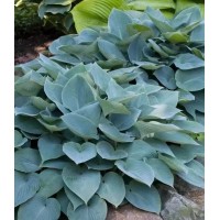 常州丰彩花草园苗圃 花叶玉簪180盆 常州玉簪钵苗 电议价格 园林绿化苗 绿化工程地被苗