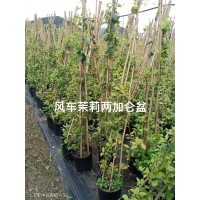 风车茉莉 耐寒耐热浓香的风车茉莉,手把手教你做快速养成拱门、花墙 电议价格 丰彩花草园
