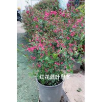 红花忍冬小苗批发 景区园林绿化苗木 庭院小区园林绿化观赏花卉 电议价格 丰彩花草园