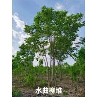 丛生水曲柳 园林别墅绿化苗木 大叶梣 东北梣现挖现卖 电议价格 东北苗木 丰源苗木合作社