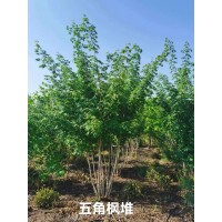 丛生五角枫 元宝枫 4米 5米 6米 分枝点均匀 树形优美 东北优质货源现货 电议价格 丰源苗木合作社