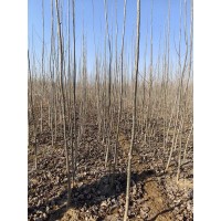 园林景观用无絮杨树 速生杨 速生杨树苗基地 高速公路绿化树 电议价格 惠民特色苗木中心
