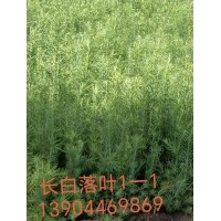 红松小苗 小区厂区绿化 红松苗 当年植栽 嫁接红松小苗 耐寒易存活 电议价格 佳兴苗圃