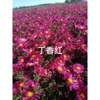 荷兰菊 多色荷兰菊 圃出售荷兰菊 规格齐全庭院别墅种植观赏花卉花镜切花材料 电议价格 一惠花圃