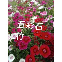 基地批发五彩石竹小杯苗 花坛花镜花海造景景观绿化工程花苗 电议价格 鞍山花卉 一惠花圃
