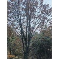 蒙古栎丛生苗，7个条，8米高，树冠6米 东北苗木基地 电议价格现货装车 四合苗圃 东北特种苗木