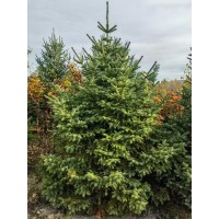 青仟云杉定值苗2-3米高大量 云杉苗 东北苗木基地 荒山绿化 造林苗木 电议价格 四合苗圃