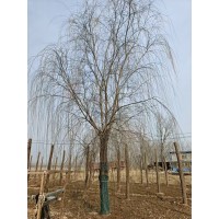 垂柳-旱柳-馒头柳-金丝柳-济南柳树基地-公园绿化-城市行道树-电议价格-德峰苗木销售