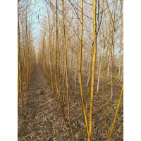 金丝柳-丛生柳树-黄金柳-柳树小苗-速生柳-专供各种规格柳树-电议价格现货-德峰苗木