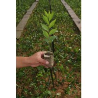 直杆榆杯苗大量供应 园林工程 木材储备 平原绿化工程 电议价格 安徽森苗园艺科技有限公司