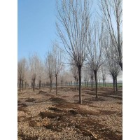 白蜡 18-25公分多年冠白蜡树 行道树 园林绿化 城市绿化 京喜苗木 电议价格现货装车 山东白蜡