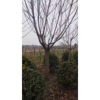 10-20公分晚樱 樱花树 周至苗木 园林绿化公园造景树 城市绿化树 电议价格 渭源园林