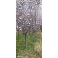 8-10公分红叶李价格 周至红叶李基地 城市绿化树 公园造景 庭院绿化树 电议价格 渭源园林