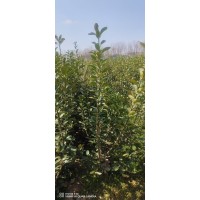 大叶黄杨黄 黄杨苗 黄杨绿篱苗 0.5-1米高大叶黄杨苗现货大量 电议价格 渭源园林