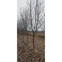 玉兰树 紫玉兰 8-10公分紫玉兰价格 园林景观树 公园绿化树 城市绿化 电议价格 渭源园林