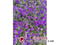 美旺宿根花卉园,宿根花卉价格_专业基地宿根花卉_宿根花卉 美女樱 地被草花裸根苗杯苗 电议图1