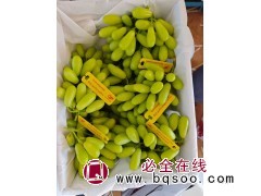 早熟葡萄苗 晚熟葡萄苗 子江葡萄苗繁育基地 酿酒葡萄 电议价格现货大量 茉莉香葡萄苗图1