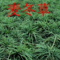 襄阳春艳麦冬草鄢陵销售处常年销售鸢尾、麦冬草系列大量供应！