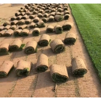 鄢陵微風草坪直销果岭草混播、早熟禾混播、百慕大草坪、马尼拉草坪 电议价格优惠