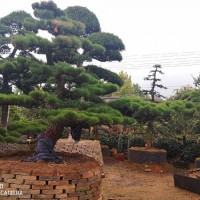 造型松、罗汉松、黑松 承接绿化工程，设计，养护管理 电议价格 鄢陵晨旭花木盆景园