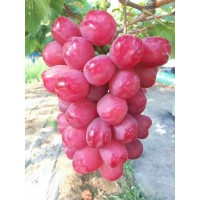 红提葡萄苗 早熟 晚熟 中熟类葡萄苗 提子苗销售 电议价格现货大量 子江葡萄苗繁育基地