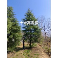 2-6米雪松8万棵 主供雪松大树 南京宗杰绿化苗木 雪松树 南京雪松基地 现货大量