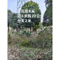 桂花高8米 冠6米胸22公分 分支2米 桂花树价格 南京绿化苗木 园林工程苗 电议价格 宗杰苗木