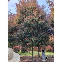 8-20公分单杆石楠树 高杆红叶石楠 本石楠树 南京宗杰绿化苗木 电议价格 现场选树打号