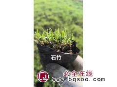 石竹幼苗 石竹杯苗基地 鞍山花卉 宿根花卉裸根苗杯苗 电议价格现货大量 美旺宿根花卉园图1
