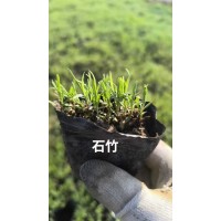 石竹幼苗 石竹杯苗基地 鞍山花卉 宿根花卉裸根苗杯苗 电议价格现货大量 美旺宿根花卉园