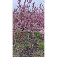 美人梅 5-10公分美人梅现货处理 电议价格 园林绿化工程造景苗 公园绿化树 南京宗杰苗木