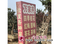 万家卉花木盆景基地 古桩腊梅 古桩腊梅价目表 电议价格 批发各种盆景造型图1