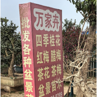 万家卉花木盆景基地 古桩腊梅 古桩腊梅价目表 电议价格 批发各种盆景造型
