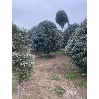 金桂 桂花树 鄢陵桂花专供 园林绿化工程树 庭院绿化树 电议价格现货装车 红喜园林