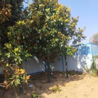 销售广玉兰、红玉兰 玉兰树10-20公分现货供应 电议价格 昌顺园林绿化 园林绿化树