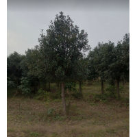 各种规格石楠树 高杆石楠 专供高杆红叶石楠 电议价格现货有量 园林绿化树 伟涛苗木场