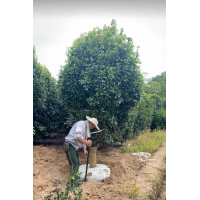 3.5/2.5米冠幅桂花需要的联系 鄢陵桂花基地 电议价格现货 老兵园林绿化苗木