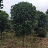 潢川金桂苗圃基地 金桂价格 八月金桂 电议价格 园林绿化树 豪情苗木 桂花树现货