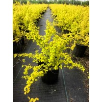 黄金喷泉绣线菊 园林绿化花篱 庭院公园街道路边丛植 电议价格 基地直供 上海腾飞园林