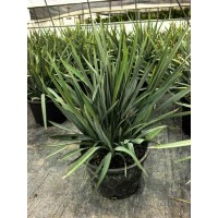 [山菅兰批发]蓝叶山菅兰 乌托邦花叶山菅兰山管兰 上海花境材料供应 电议价格 腾飞园艺