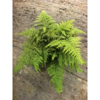 红盖麟毛蕨 胎生狗脊蕨 各种蕨类植物销售 电议价格 花境材料销售 上海腾飞园艺