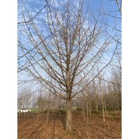 银杏实生树、嫁接树 银杏工程苗 郯城银杏基地 山东银杏网 银杏行道树 电议价格 恒春银杏