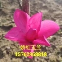 娇红玉兰 牡丹玉兰 红玉兰 园林绿化树 公园城市造景 电议价格现货 邳州恒春银杏苗木