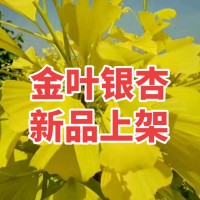 银杏树 金叶银杏树价格 银杏行道树 白果树价格 城市绿化行道树价格 电议现货 恒春银杏苗木