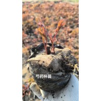 芍药苗 芍药杯苗大量现货供应，美旺宿根花卉园 电议价格 各种宿根花卉草花杯苗现货供应